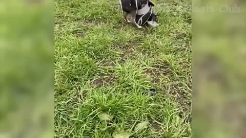 Funny Animal Videos 2022-funniest Cats And Dogs Videos #1