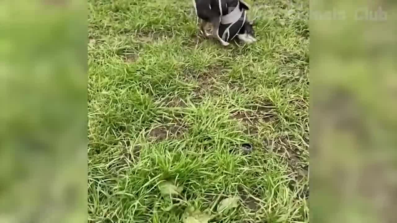 Funny Animal Videos 2022-funniest Cats And Dogs Videos #1