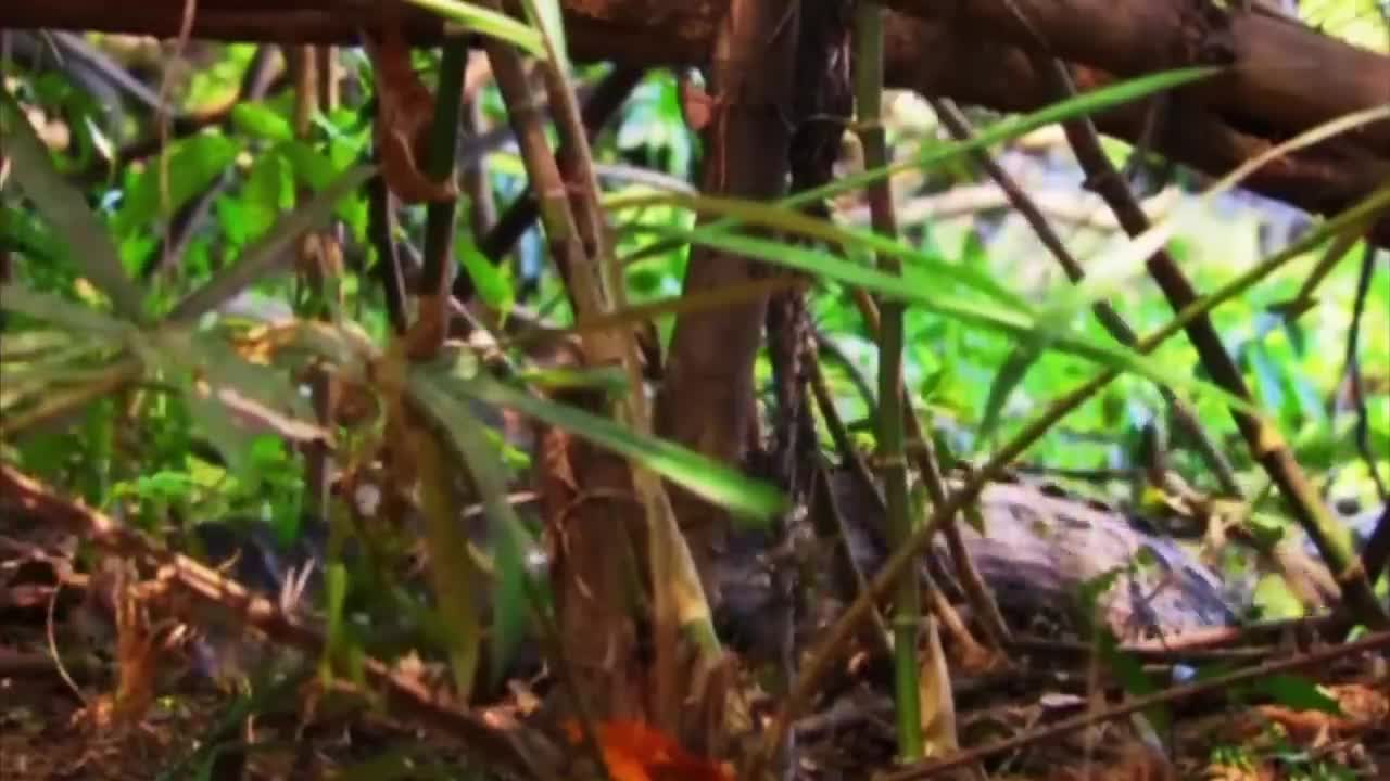 10 Deadliest River Monsters In The World!-2