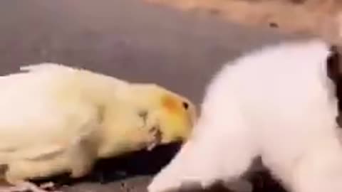 Little bird teasing dog very adorable movements