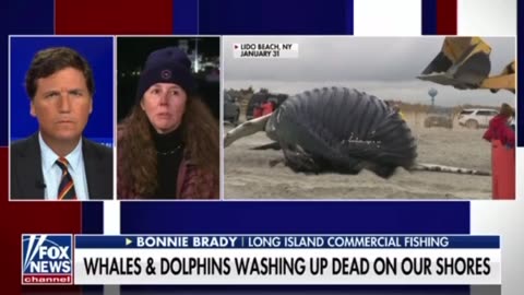 Whales and dolphins washing up dead on our shores