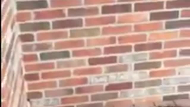 Random videos: Annie barking at a grasshopper