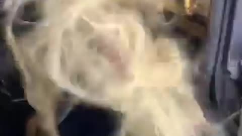 HAIR TRICKS SUBWOOFERS very brave girl