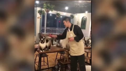 Cute crazy cats