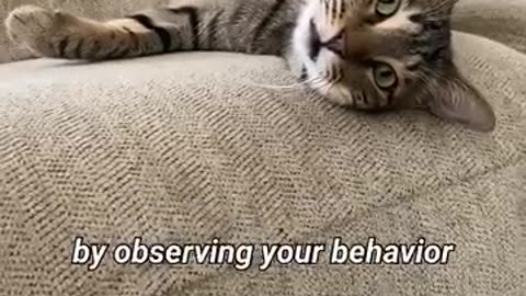 Cute cat facts