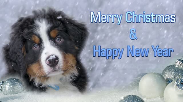 funny dog christmas outfit