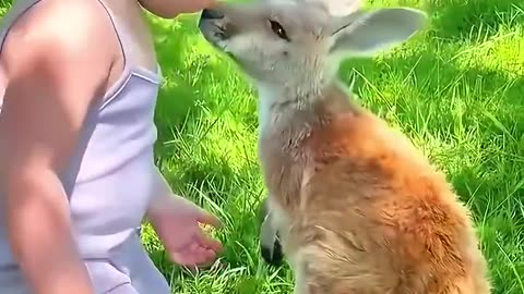 The woman rescued a kangaroo on the road
