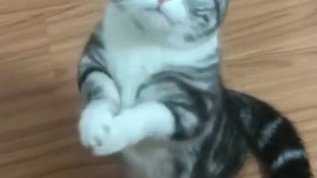 The cat's movements make me really excited