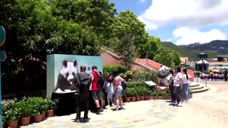 'Longest-living' male giant panda dies at 35