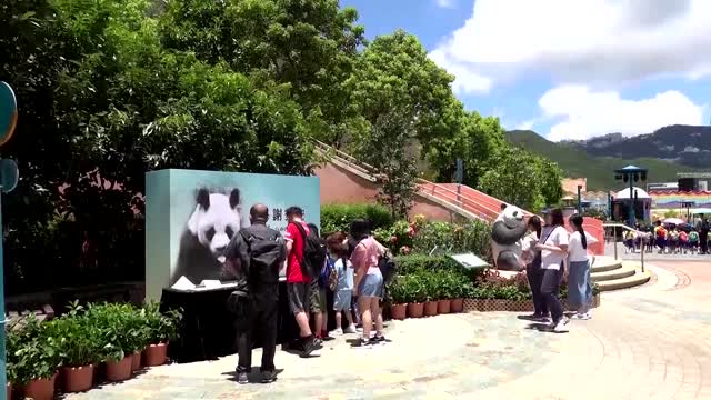 'Longest-living' male giant panda dies at 35