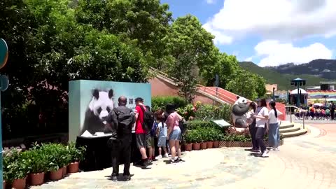 'Longest-living' male giant panda dies at 35