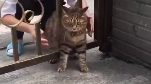 Cats