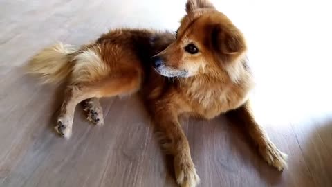 Dog trening video