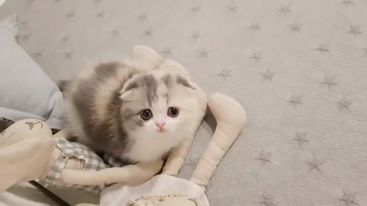 cute kitten videos short leg cat- KimsKennelUS