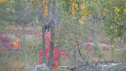 Moose Rut