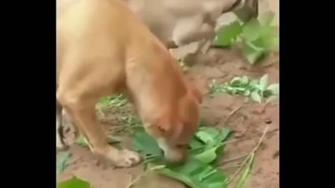 When you leave non veg for that vegetarian girlfriend 😛🐕 🐐