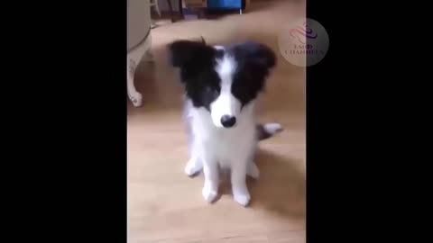 Funny Pet Videos 017