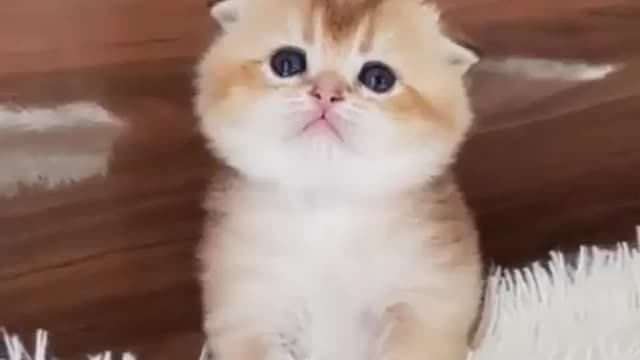 Cat cat 🐱