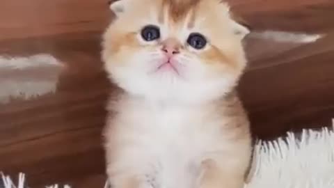 Cat cat 🐱