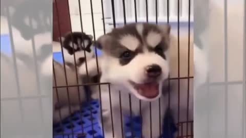 This Puppy Seems to Moo Like a Leanzinho
