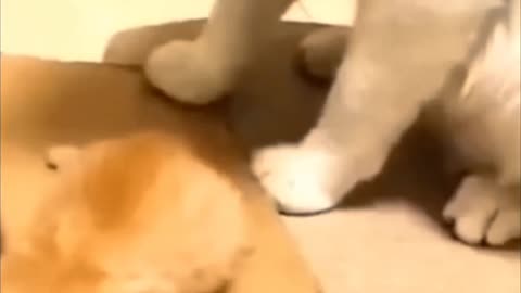 Funny cat - dog funny animals funy video of cat