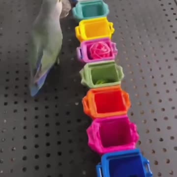 Colour matching 🐦