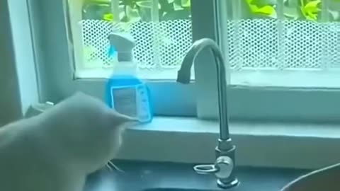 Funny animals