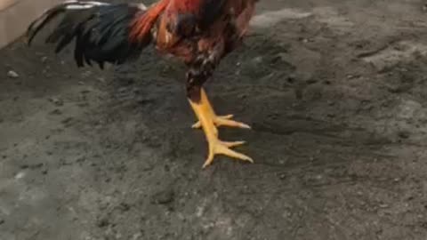 Fighting cock, 1 year old ,Oh shamo