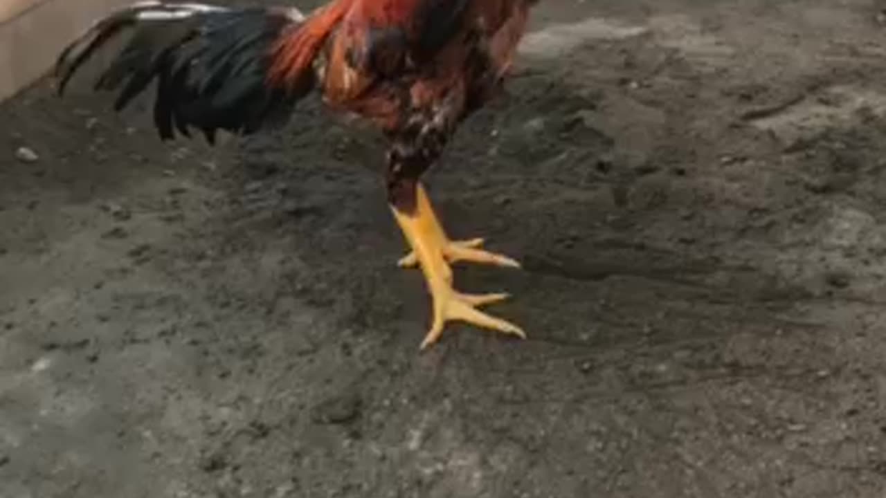 Fighting cock, 1 year old ,Oh shamo