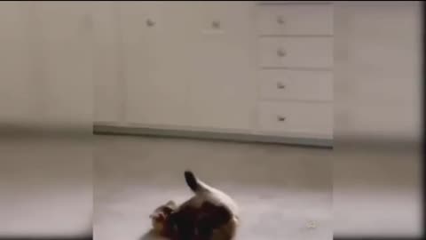 Best Funny Animal Videos Of The 2023 🤣 - Funniest Cats And Dogs Videos 😺😍