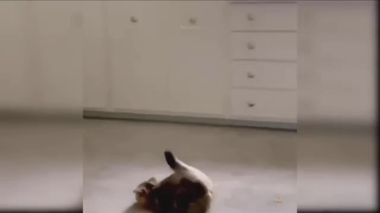 Best Funny Animal Videos Of The 2023 🤣 - Funniest Cats And Dogs Videos 😺😍