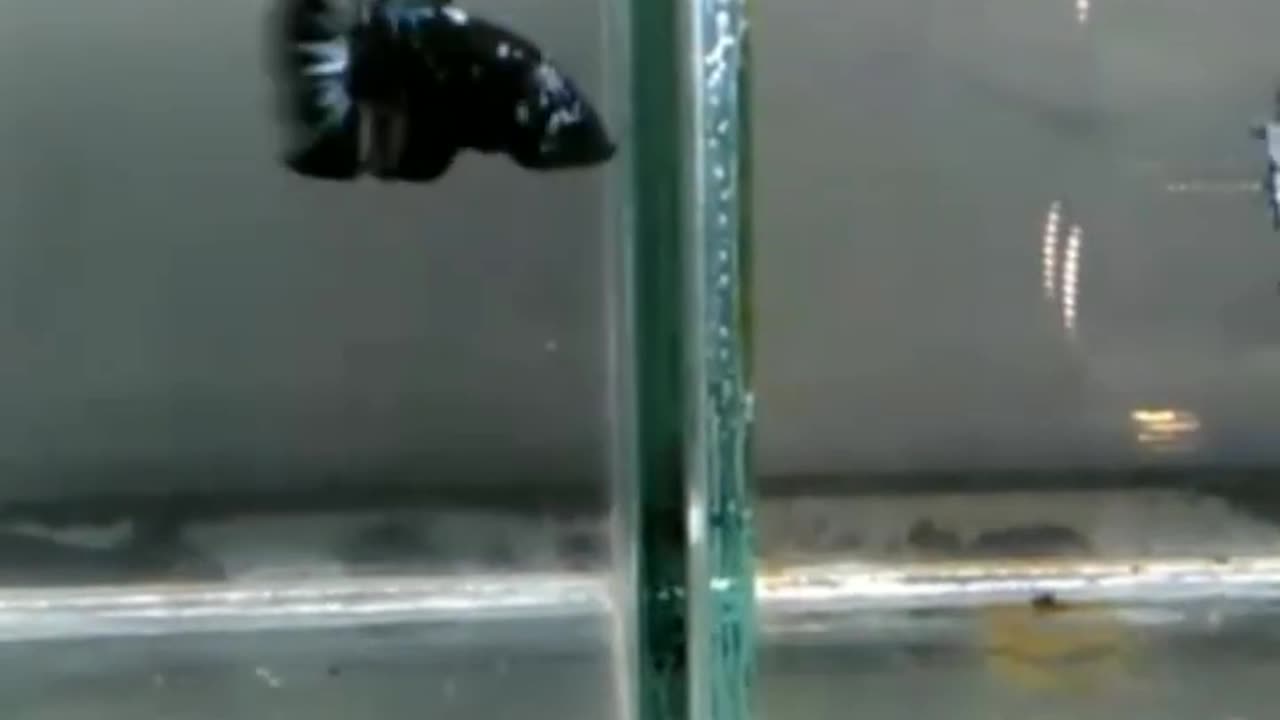 bettafish (ikan cupang)