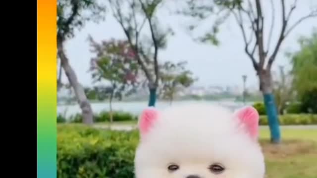Funny 🐶 and cute
