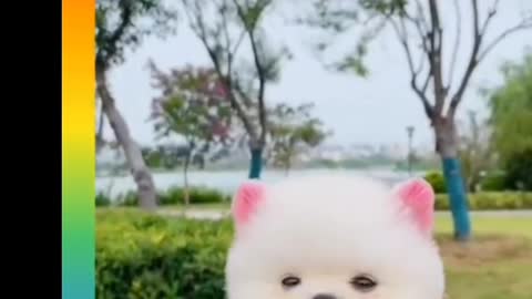 Funny 🐶 and cute
