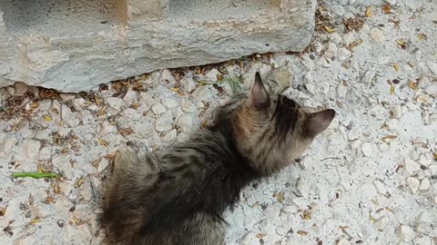 Cute Cats Fight