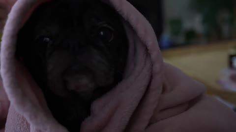 dog vlog