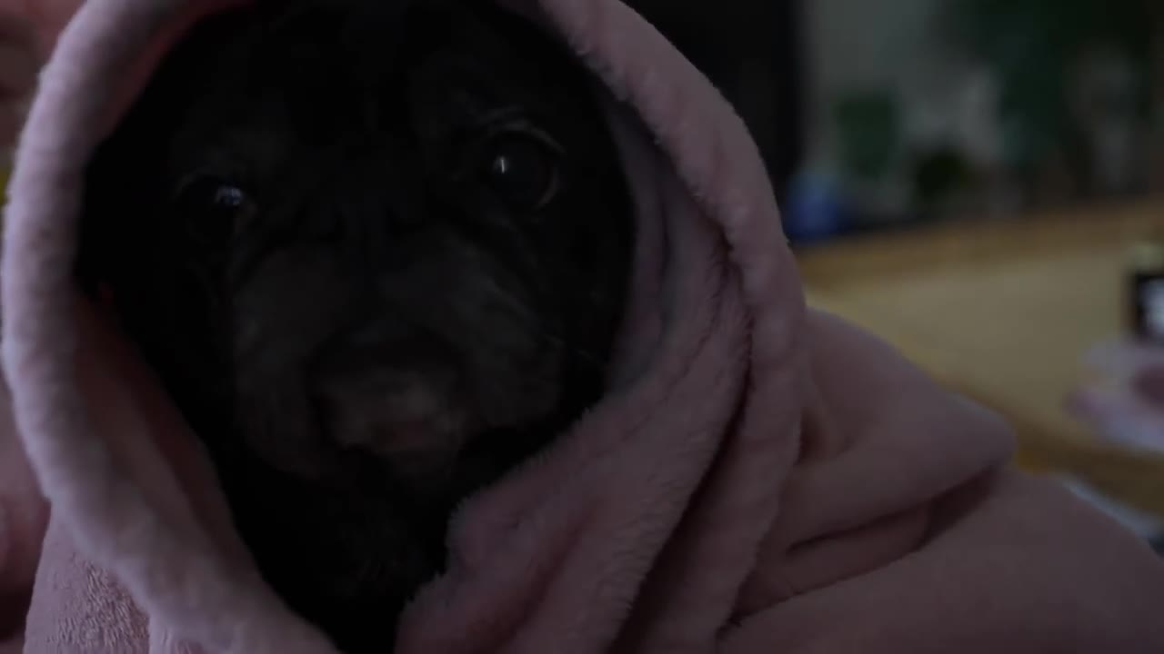 dog vlog