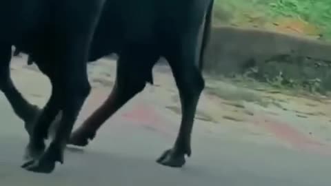 bestvid