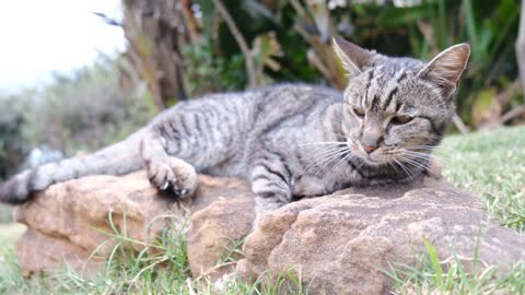 lazy- cat