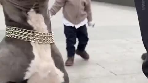 Dog Raised Better Than This Kid