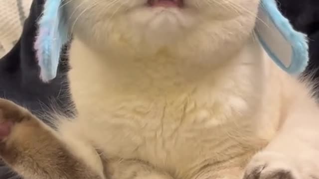 Tell me a secret! Bullying a cat must take advantage of its confusion