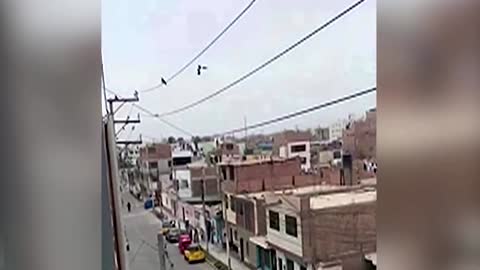 Pigeon stuck on high voltage cable rescued with drone