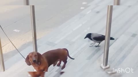 Dog and crow funny fighting video | funny video