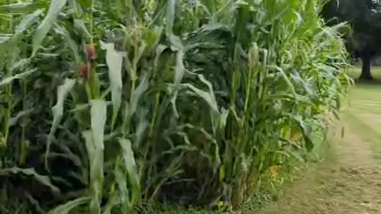 Thank you Mother Gaia! Our Corn 2023
