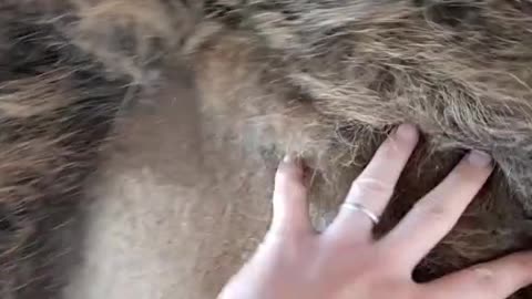 🦁🤣❤