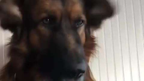 Silly dogs