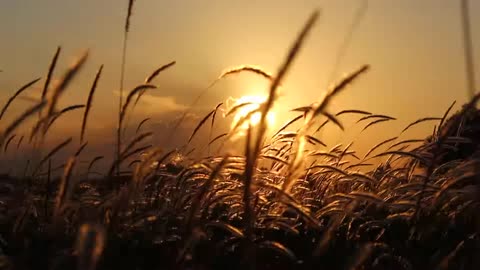 The watchmen Pastor Vincent