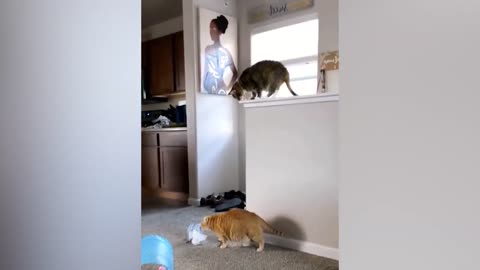 Funniest cats and dogs