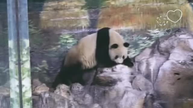 Pandas' '