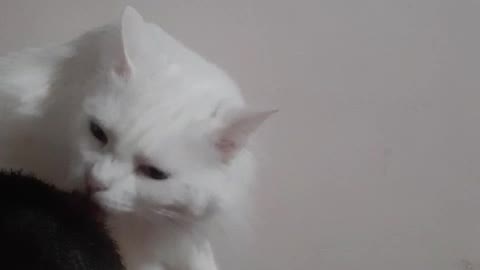 AFFECTIONATE KITTEN